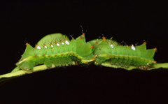 Pseudobunaea tyrrhena