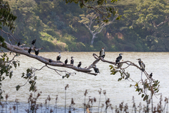 Microcarbo africanus