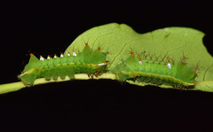 Pseudobunaea tyrrhena