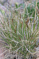 Carex rupestris