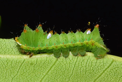 Pseudobunaea tyrrhena