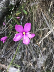 Chironia jasminoides