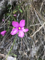 Chironia jasminoides