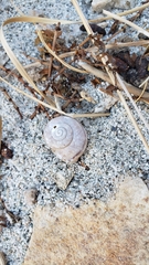 Cahuillus indioensis