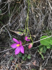 Chironia jasminoides