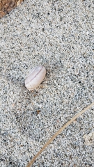 Cahuillus indioensis