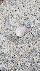 Cahuillus indioensis