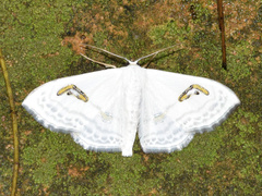 Problepsis digammata