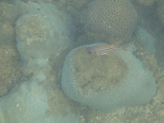 Sargocentron diadema