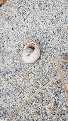 Cahuillus indioensis