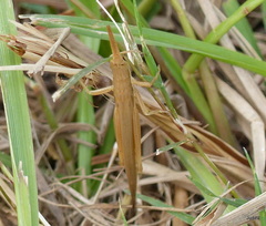 Leptysma marginicollis