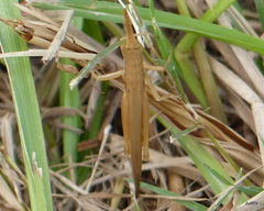 Leptysma marginicollis