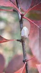 Piezodorus lituratus
