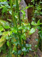 Cassinopsis ilicifolia