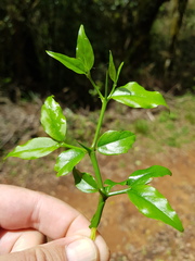Cassinopsis ilicifolia