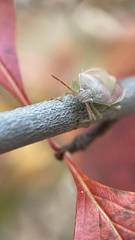 Piezodorus lituratus
