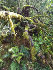 Cassinopsis ilicifolia