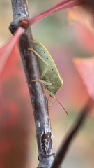 Piezodorus lituratus