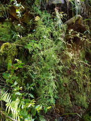 Asparagus ramosissimus