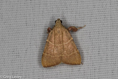 Parachma ochracealis