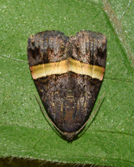 Ozarba abscissa