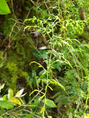 Asparagus ramosissimus