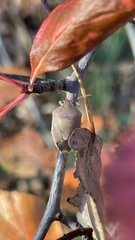 Piezodorus lituratus