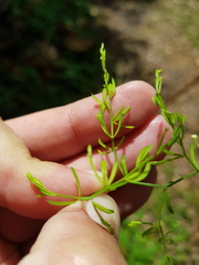 Asparagus ramosissimus