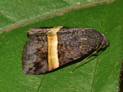 Ozarba abscissa