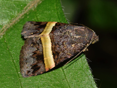 Ozarba abscissa