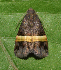 Ozarba abscissa
