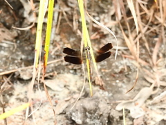 Erythrodiplax attenuata