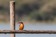 Corythornis cristatus