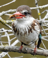 Gryllotalpa africana