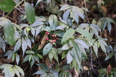 Ardisia brevicaulis