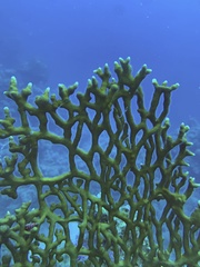 Millepora dichotoma