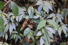 Ardisia brevicaulis