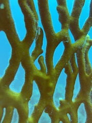 Millepora dichotoma
