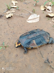 Platemys platycephala
