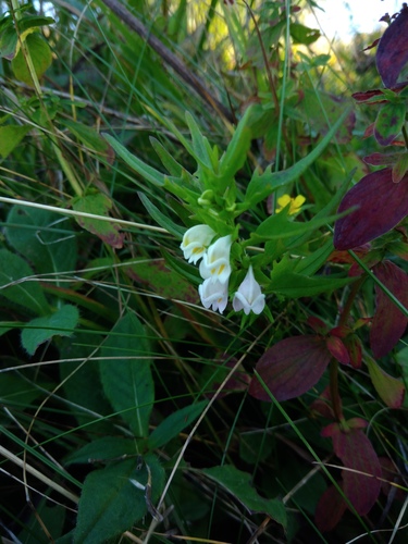 Melampyrum saxosum (Melampyrum saxosum)