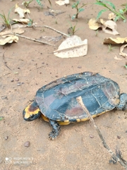 Platemys platycephala