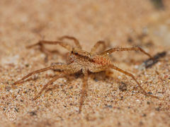 Pardosa
