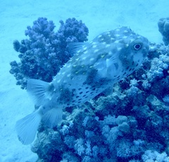 Cyclichthys spilostylus