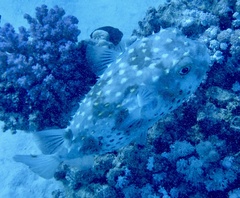 Cyclichthys spilostylus