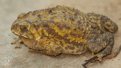 Duttaphrynus melanostictus