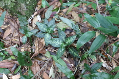 Goodyera daibuzanensis
