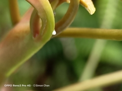 Eooxylides tharis distanti