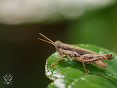Pseudoxya