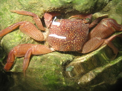 Lithoselatium pulchrum