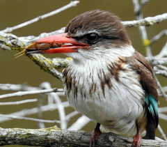 Gryllotalpa africana